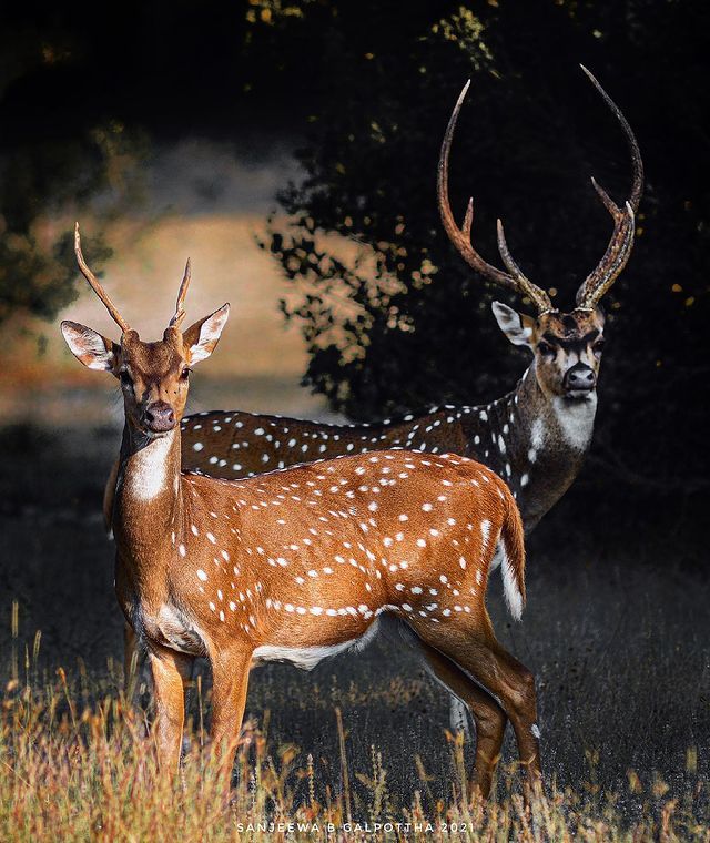 Sri Lankan Wild Deers